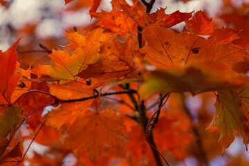 Closeup of yellow maple leaves growing on a tree branch in autumn