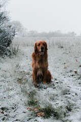 Vertical shot of an adorable ginger dog sitting on the ground in a snowy forest