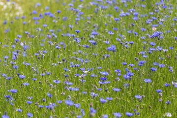 Beautiful shot of a field full of flowers in Qingxi Country Park in China