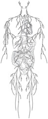 Fototapeta na wymiar Human Anatomy Vector Graphic