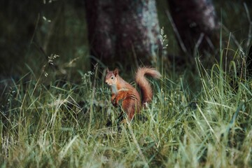 Red squirrel on the grass
