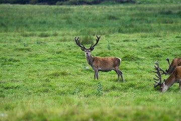 Couple of red deer eating and other one is looking in the green landscape of the park