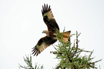 Red kite bird landing on tree