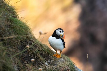 Puffin standing on a rock on blurred background