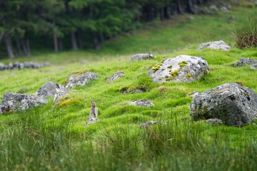Rabbit in a grassland with rocks around