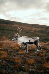 Vertical shot of a mountain reindeer (Rangifer tarandus tarandus) standing on the mountain slope