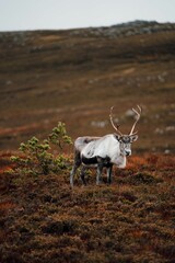 Vertical shot of a Eurasian Tundra Reindeer standing around orange-colored plants