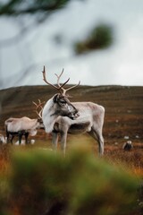 Vertical shot of a herd of mountain reindeer (Rangifer tarandus tarandus) on the mountain slope © Lukasz Pietrzak/Wirestock Creators