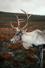 Vertical shot of a mountain reindeer (Rangifer tarandus tarandus) looking aside