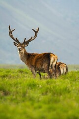Vertical shot of a red deer with young one in the field