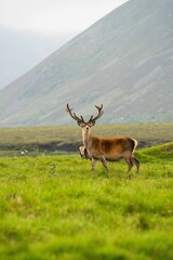 Vertical shot of a red deer in the field