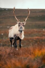 Vertical shot of a mountain reindeer (Rangifer tarandus tarandus) standing on the mountain slope
