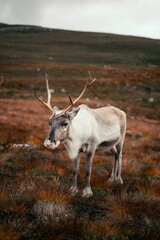 Vertical shot of a mountain reindeer (Rangifer tarandus tarandus) standing on the mountain slope © Lukasz Pietrzak/Wirestock Creators