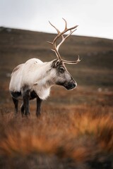 Vertical shot of a mountain reindeer (Rangifer tarandus tarandus) standing on the mountain slope © Lukasz Pietrzak/Wirestock Creators