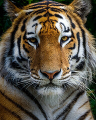 Fototapeta na wymiar Close up head shot of a siberian tiger looking at camera. The big cat is a dangerous predator, has orange and white fur with black stripes and is looking around to find some prey to hunt