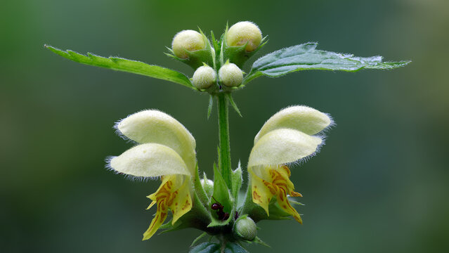 Silber-Goldnessel - Lamium argentatum
