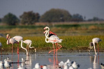 Beautiful flamingo near back water. wall mounting of flamingo bird. background picture of bird. Beautiful wings of flying flamingo. Wall poster of flamingo bird. Migratory bird in Bhigwan, India.