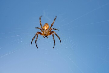 Closeup of a Araneus diadematus (Cross Orb-weaver) in a cobweb on a blue sky background