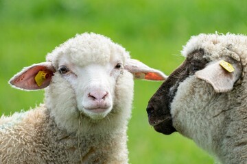 Closeup of sheep in blurred background