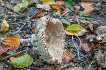 Closeup of fallen msuhroom