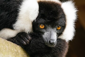Portrait of black and white ruffed lemur (Varecia variegata)
