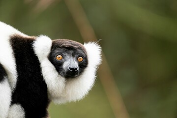 Portrait of black and white ruffed lemur (Varecia variegata) - obrazy, fototapety, plakaty