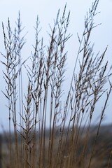 Selective focus shot of long dry grass in the field with blur background