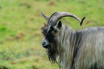 Side view of an adult Dutch Landrace goat standing in a grass field with blur background