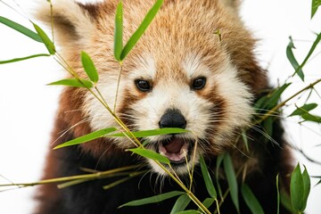 Portrait of cute Red panda behind green plants