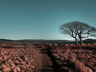 Fototapeta premium Group of sheep in the Edale Walk in the Peak District, England