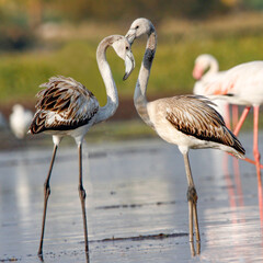 Beautiful flamingo near back water. wall mounting of flamingo bird. background picture of bird. Beautiful wings of flying flamingo. Wall poster of flamingo bird. Migratory bird in Bhigwan, India.