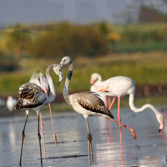 Beautiful flamingo near back water. wall mounting of flamingo bird. background picture of bird. Beautiful wings of flying flamingo. Wall poster of flamingo bird. Migratory bird in Bhigwan, India.