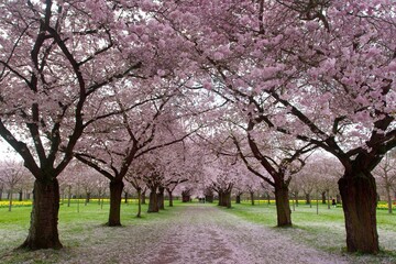Obraz na płótnie Canvas Blooming sakura in Schwetzingen garden