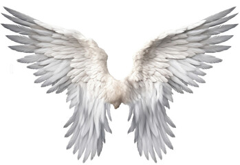 Realistic angel wings. White wing isolated. png transparency