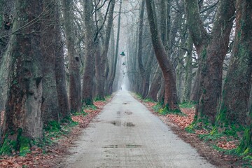 Narrow walking path between the deciduous forest trees in Sarajevo