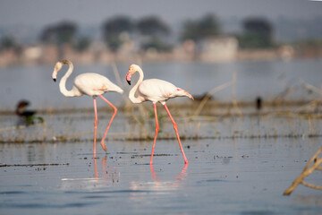 Beautiful flamingo near back water. wall mounting of flamingo bird. background picture of bird. Beautiful wings of flying flamingo. Wall poster of flamingo bird. Migratory bird in Bhigwan, India.