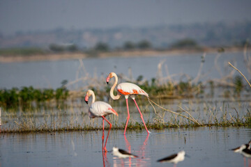 Beautiful flamingo near back water. wall mounting of flamingo bird. background picture of bird. Beautiful wings of flying flamingo. Wall poster of flamingo bird. Migratory bird in Bhigwan, India.