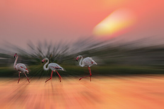 Beautiful flamingo near back water. wall mounting of flamingo bird. background picture of bird. Beautiful wings of flying flamingo. Wall poster of flamingo bird. Migratory bird in Bhigwan, India.