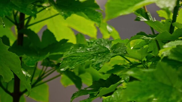 HD of the wet green leaves swaying in the wind