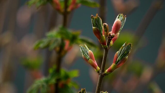 Close-up shot of raindrops falling on young buds during a springtime