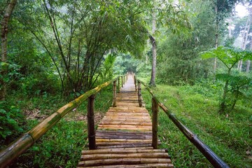 Narrow wooden path with railings in a lush forest in the Philipines