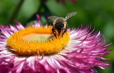 Biene auf einer Gartenstrohblume