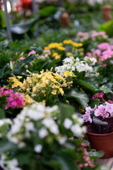 Fototapeta na wymiar Summer flowers in pods for garden 