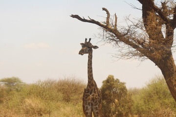 Safari in Kenya