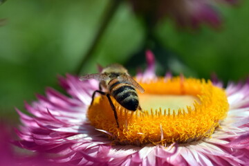 Biene auf einer Gartenstrohblume