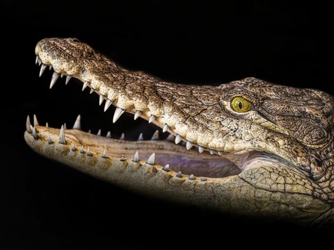 Closeup side portrait of a crocodile with open mouth isolated on a black background