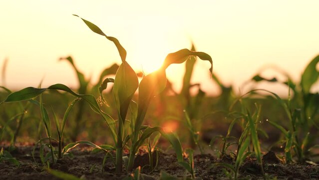 green corn sprout grows ground sunset, agriculture dawn, corn farm row, sprout green, sunshine soil crop botany morning fertilizer, countryside humus beautiful yellow agronomy, agrarian sunny industry