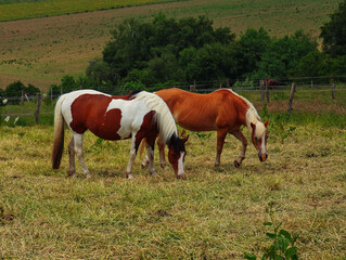 Zwei Pferde auf einer mit Heu bedeckten Freifläche