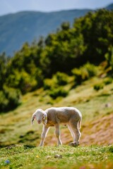 Newborn white lamb stands on the green grass in a mountain meadow on a sunny day