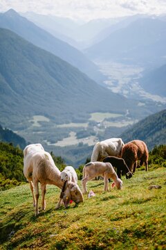 Herd of Tiroler Bergschaf breed animals grazing on lawn hills with sunlight, vertical shot
